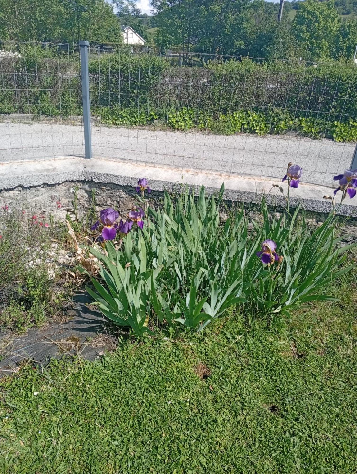 La Clematite D'Olt Apartment Saint-Côme-dʼOlt Екстериор снимка